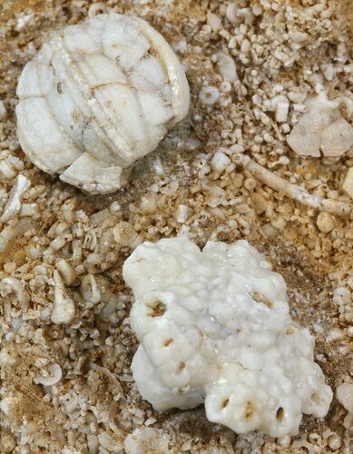 Uperocrinus (Crinoid) & Globoblastus (Blastoid) - Missouri #44007